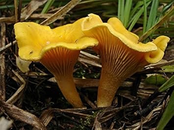 Yellow Chanterelle Mushroom Seeds for Planting heirloom & Non-GMO Seeds